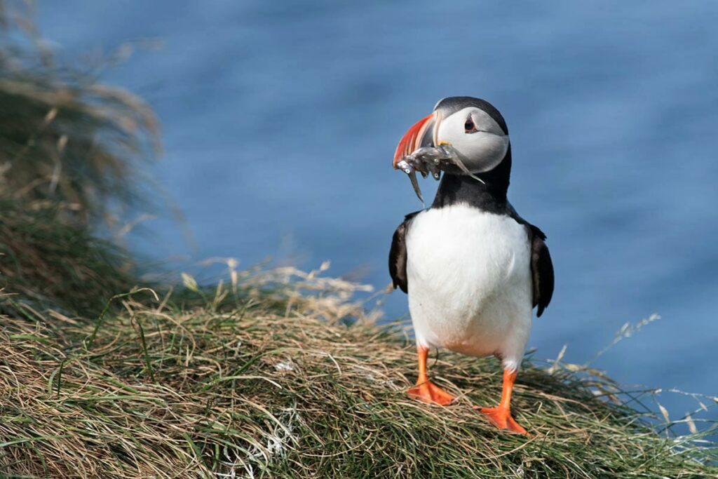 Puffin on the Hafnarhólmi rock nearby