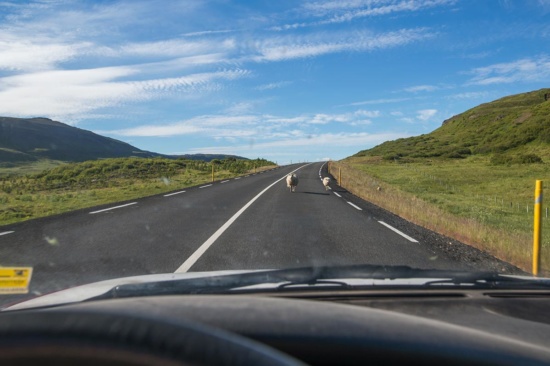 Driving in Iceland - sheep in sight!