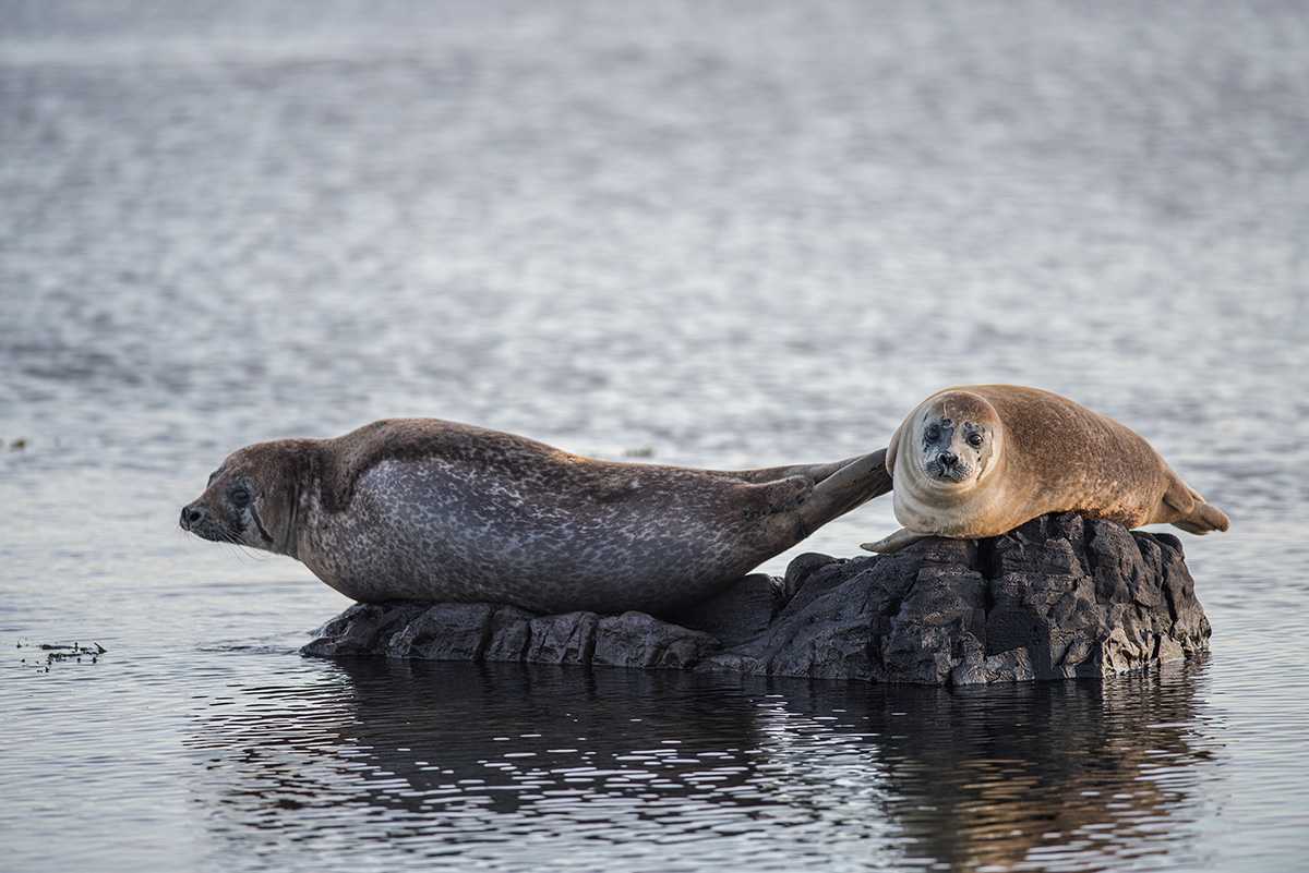 Ytri Tunga Iceland The Beautiful
